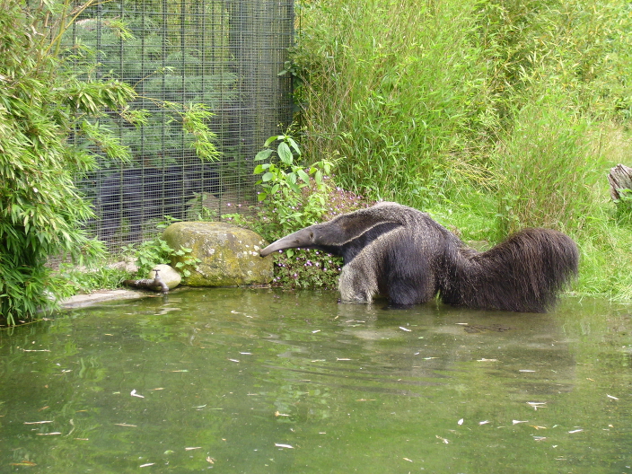 Der Ameisenbär, Maskottchen des Dortmunder Zoos, spielt im Wasser