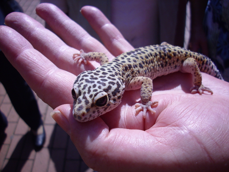 Der Leoparden-Gecko Mister Macho auf der Hand des Zooführers